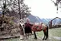 Alice Kandell avec un villageois et son cheval, Sikkim