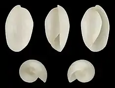 Coquille d’Aliculastrum cylindricum
