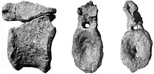Une vertèbre caudale d’Alierasaurus en vues latérale, antérieure et postérieure.