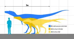 Comparaison en taille des trois représantns des Alioramini, Qianzhousaurus sinensis étant montré en bleu clair, Alioramus remotus en jaune foncé et Alioramus altai en jaune clair.