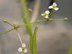 Fleurs.