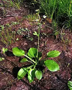 plantain d'eau