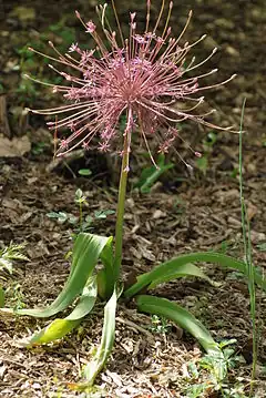 Allium schubertii