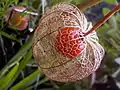 Fruits murs d'un Physalis alkekengi