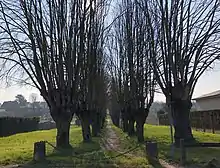 Photographie en couleurs d'une allée étroite et longue, bordée de deux rangées d'arbres sans feuilles.