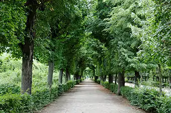 Une allée de tilleuls dans les jardins de Schönbrunn.
