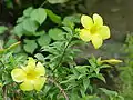 Fleurs d’Allamanda cathartica