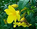 Fleur d’Allamanda cathartica