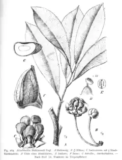 Description de l'image Allanblackia stuhlmannii (Clusiaceae).png.