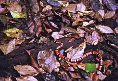 Description de l'image Allen's Coral Snake (Micrurus alleni) on the trail ... (24243624333).jpg.