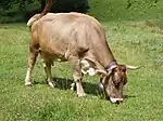 Photo couleur d'une vache à robe gris-brun clair. Sa tête porte des cornes en croissant ouvert vers le haut et des oreilles velues. Elle a une stature musclée et des pis développés.