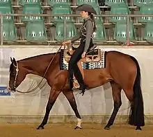 Cheval marron et noir vu de profil avec un équipement western et monté par une jeune femme.