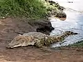 Alligator.