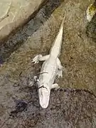 Un des alligators d'Amérique albinos.