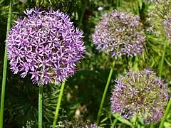 Description de l'image Allium-aflatunense-0567.JPG.