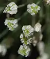 Détail de fleurs commençant à fructifier. La capsule est déjà repérable.