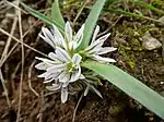 Allium chamaemoly, inflorescence