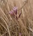 Fleur près des falaises de Dingli
