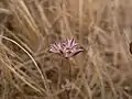 Fleur près des falaises de Dingli