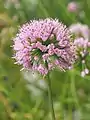 Allium lusitanicum