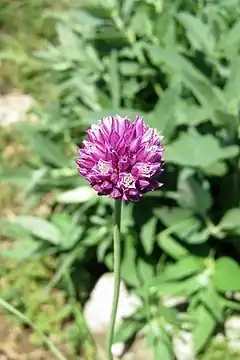 Description de l'image Allium nathaliae, mt. Ay-Petri, 2016.06.22 (01) (29703839135).jpg.