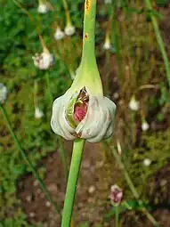 Bulbilles florales.