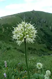 Ail de cerf, cirque du Wormspel.