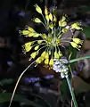 Allium flavum (yellow) and Allium carinatum (purple)