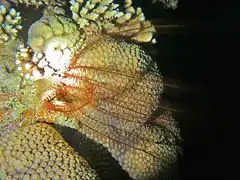 Alloeocomatella pectinifera en position caractéristique, aux Maldives.