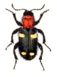 Allonyx quadrimaculatus