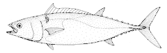 Description de l'image Allothunnus fallai (Slender tuna).gif.