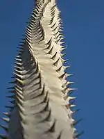 Disposition des lignes d'épines en spirale