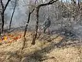 OFRAN, chef de chantier de brûlage dirigé en forêt Domaniale de Morières-Montrieux en 2003.