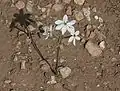 Flowers of Narcissus obsoletus