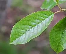 Alnus ferdinandi-coburgii