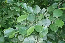 Alnus incana