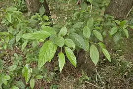 Alnus japonica
