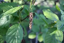 Alnus mandshurica