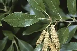 Alnus maritima