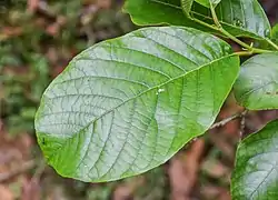 Alnus nepalensis