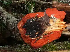 Branche fendue montrant la couleur rougeâtre de l’écorce