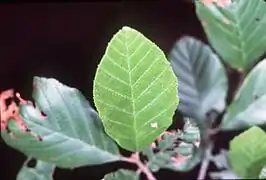 Bord serrulé de Alnus serrulata