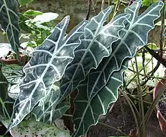 Description de l'image Alocasia_x_amazonica_a1.jpg.