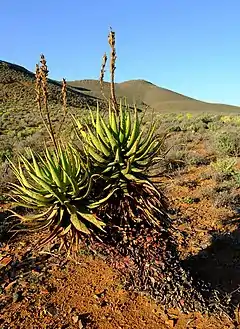 Description de l'image Aloe khamiesensis 94946258.jpg.