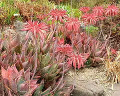 Description de l'image Aloe mitriformis 1.jpg.