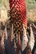 Spécimen d'Aloe peglerae, espèce endémique au Magaliesberg.