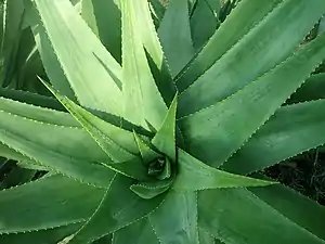 Aloe percrassa (de).