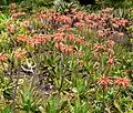 Plantation en massif, avec floraison "tapissante".