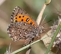 Aloeides vansoni