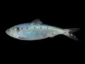 Photographie d'un poisson bleuté sur fond noir.